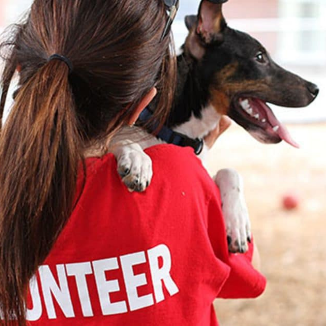 volunteer holding a dog