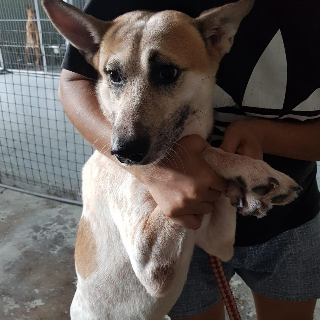 dog hold by a human in a shelter